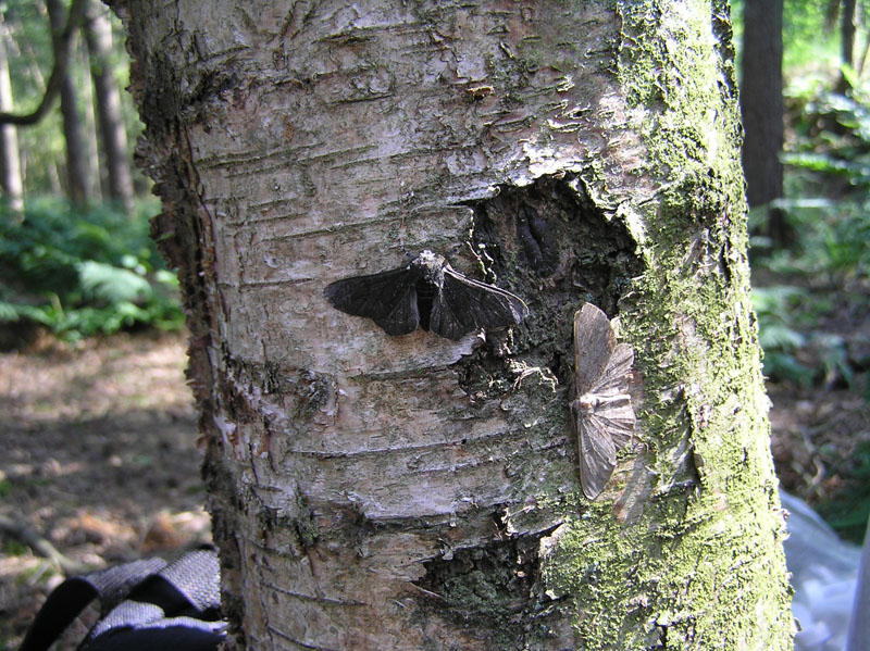 A pale peppered moth and a dark peppered moth resting beside each other on a birch trunk